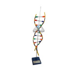 DNA Model